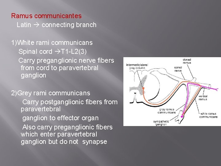 Ramus communicantes Latin connecting branch 1)White rami communicans Spinal cord T 1 -L 2(3)