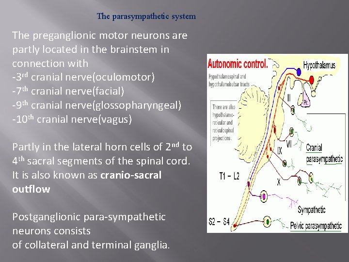 The parasympathetic system The preganglionic motor neurons are partly located in the brainstem in