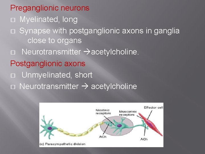 Preganglionic neurons � Myelinated, long � Synapse with postganglionic axons in ganglia close to