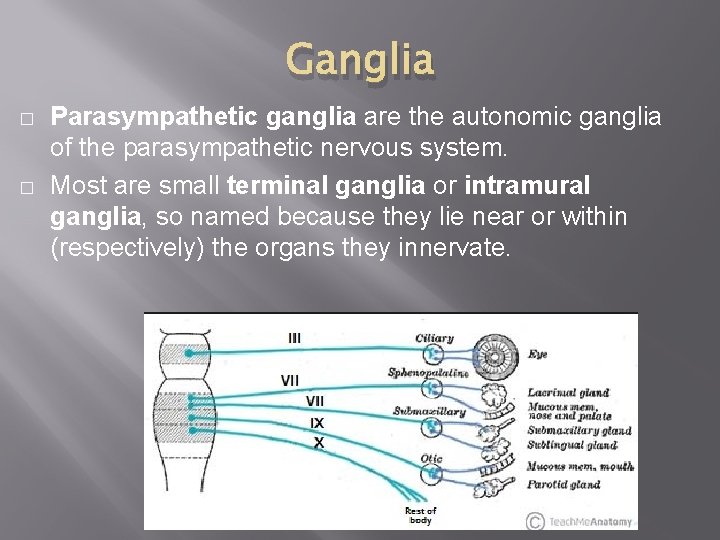 Ganglia � � Parasympathetic ganglia are the autonomic ganglia of the parasympathetic nervous system.