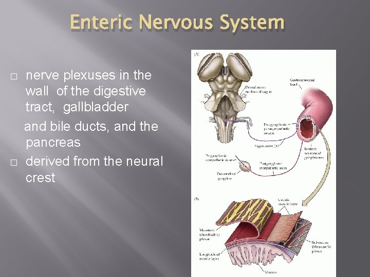 Enteric Nervous System nerve plexuses in the wall of the digestive tract, gallbladder and