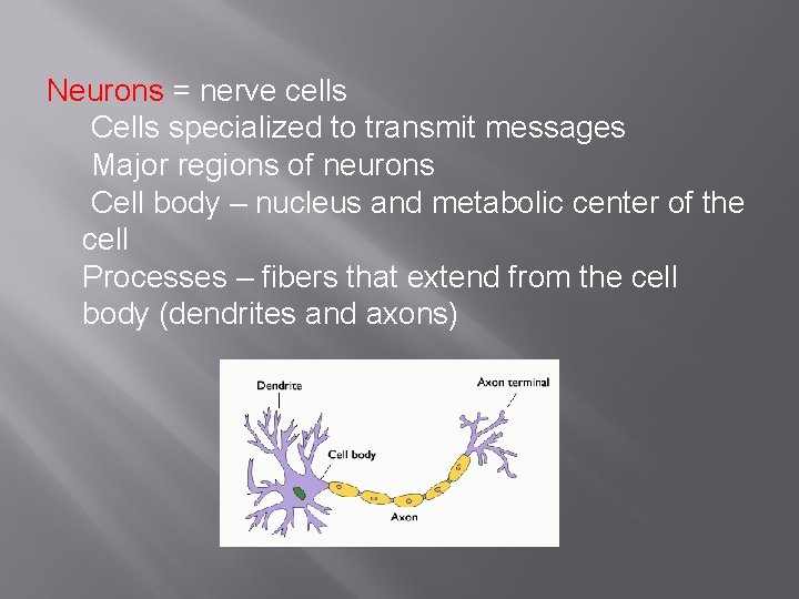 Neurons = nerve cells Cells specialized to transmit messages Major regions of neurons Cell