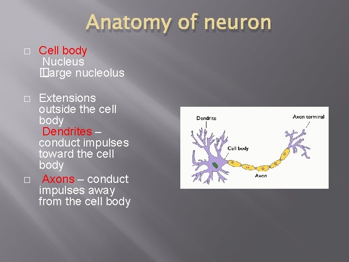 Anatomy of neuron � Cell body Nucleus � Large nucleolus � Extensions outside the