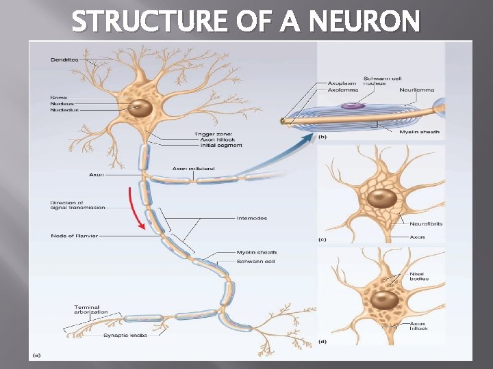 STRUCTURE OF A NEURON 