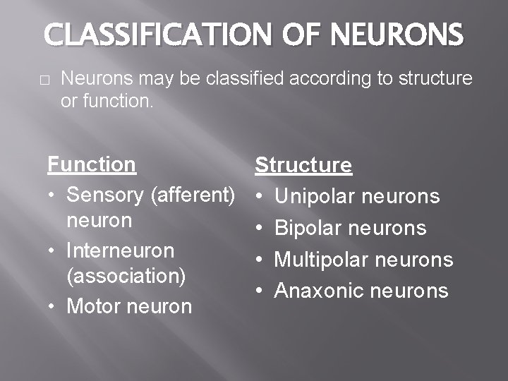 CLASSIFICATION OF NEURONS � Neurons may be classified according to structure or function. Function