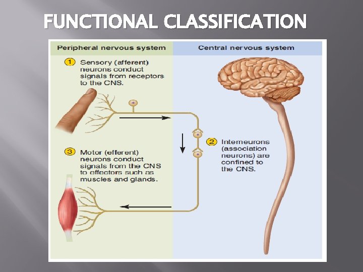 FUNCTIONAL CLASSIFICATION 