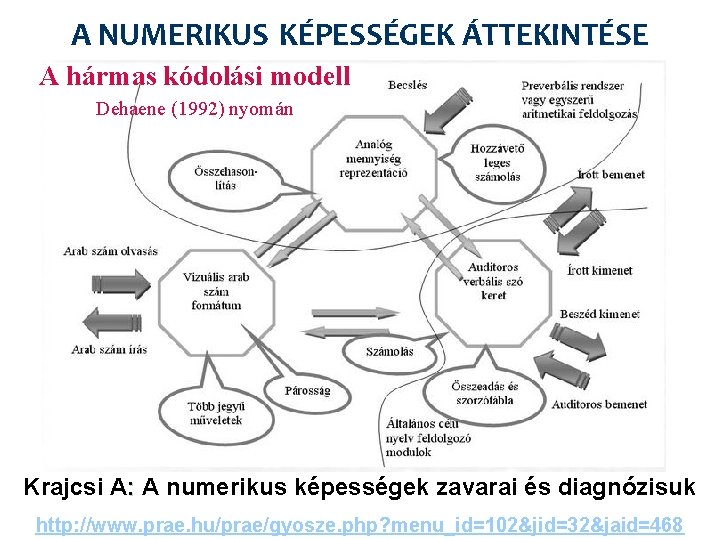 A NUMERIKUS KÉPESSÉGEK ÁTTEKINTÉSE A hármas kódolási modell Dehaene (1992) nyomán Krajcsi A: A