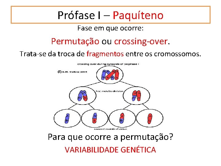 Prófase I – Paquíteno Fase em que ocorre: Permutação ou crossing-over. Trata-se da troca Prófase I – Paquíteno Fase em que ocorre: Permutação ou crossing-over. Trata-se da troca