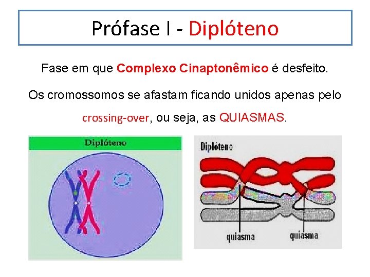 Prófase I - Diplóteno Fase em que Complexo Cinaptonêmico é desfeito. Os cromossomos se Prófase I - Diplóteno Fase em que Complexo Cinaptonêmico é desfeito. Os cromossomos se