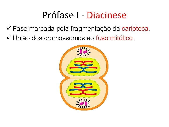 Prófase I - Diacinese ü Fase marcada pela fragmentação da carioteca. ü União dos Prófase I - Diacinese ü Fase marcada pela fragmentação da carioteca. ü União dos