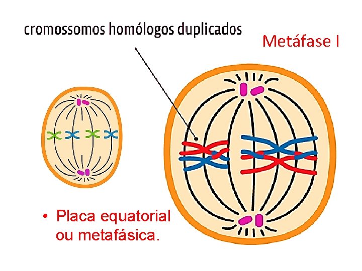 Metáfase I • Placa equatorial ou metafásica. Metáfase I • Placa equatorial ou metafásica.