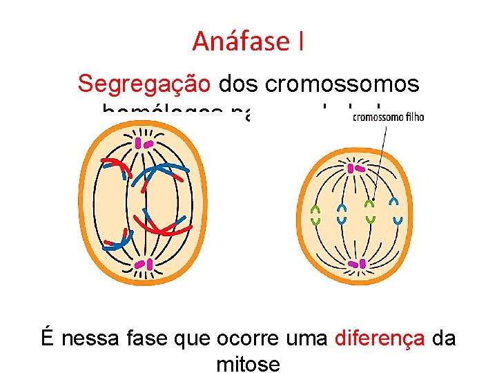 Anáfase I Segregação dos cromossomos homólogos para cada lado É nessa fase que ocorre Anáfase I Segregação dos cromossomos homólogos para cada lado É nessa fase que ocorre