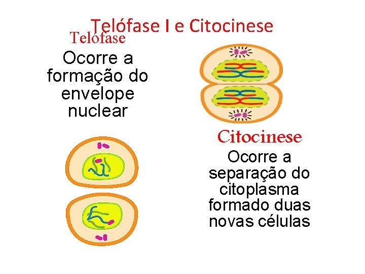 Telófase I e Citocinese Telófase Ocorre a formação do envelope nuclear Citocinese Ocorre a Telófase I e Citocinese Telófase Ocorre a formação do envelope nuclear Citocinese Ocorre a