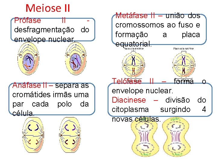 Meiose II Prófase II desfragmentação do envelope nuclear. Metáfase II – união dos cromossomos Meiose II Prófase II desfragmentação do envelope nuclear. Metáfase II – união dos cromossomos