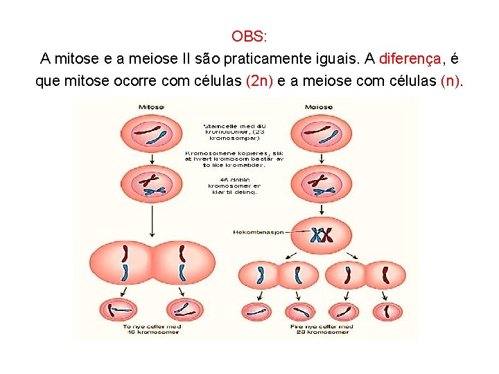 OBS: A mitose e a meiose II são praticamente iguais. A diferença, é que OBS: A mitose e a meiose II são praticamente iguais. A diferença, é que