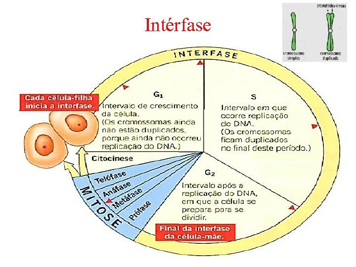 Intérfase Intérfase