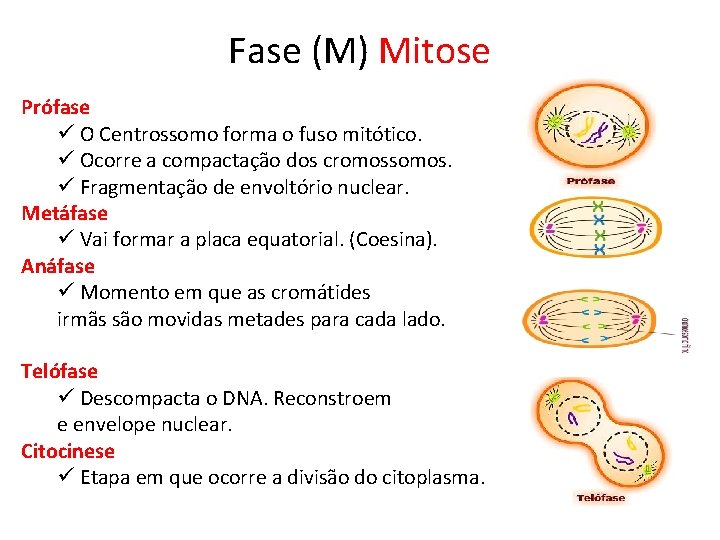 Fase (M) Mitose Prófase ü O Centrossomo forma o fuso mitótico. ü Ocorre a Fase (M) Mitose Prófase ü O Centrossomo forma o fuso mitótico. ü Ocorre a