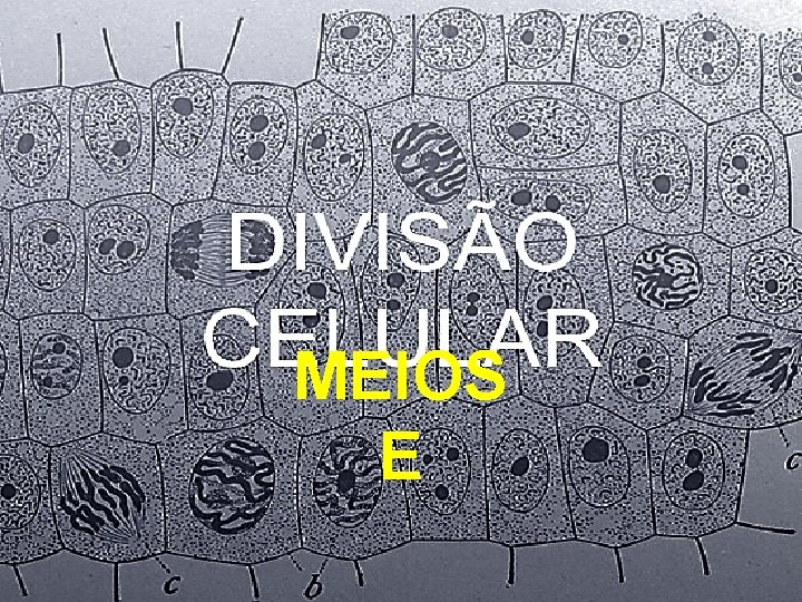 MEIOS E MEIOS E
