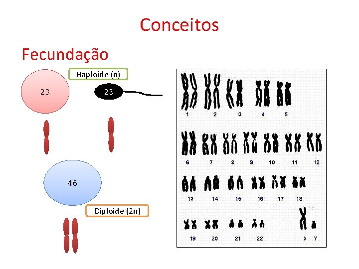 Conceitos Fecundação Haploide (n) 23 23 46 Diploide (2 n) Conceitos Fecundação Haploide (n) 23 23 46 Diploide (2 n)