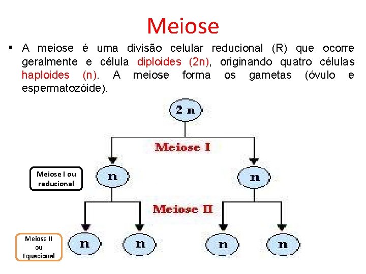 Meiose § A meiose é uma divisão celular reducional (R) que ocorre geralmente e Meiose § A meiose é uma divisão celular reducional (R) que ocorre geralmente e