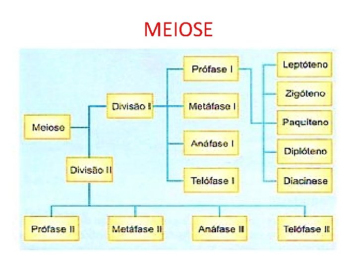 MEIOSE MEIOSE
