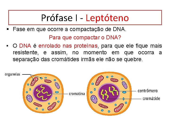 Prófase I - Leptóteno § Fase em que ocorre a compactação de DNA. Para Prófase I - Leptóteno § Fase em que ocorre a compactação de DNA. Para