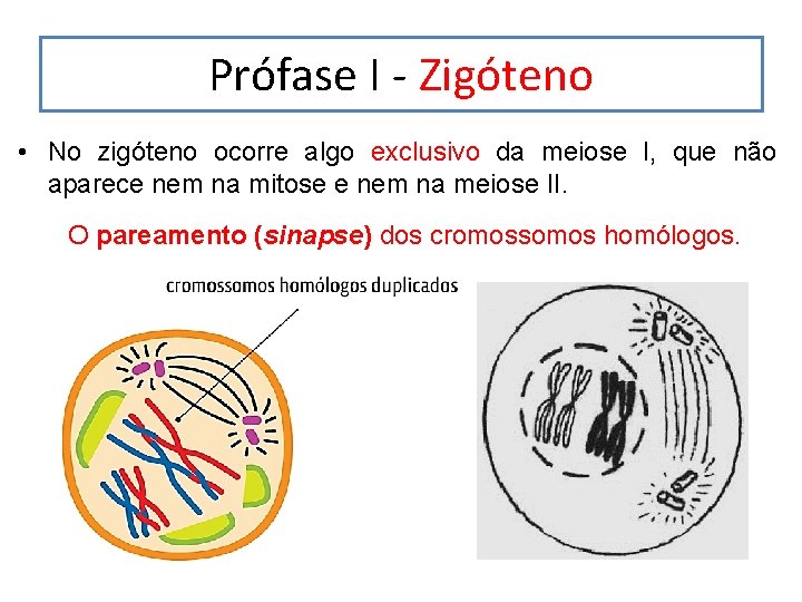 Prófase I - Zigóteno • No zigóteno ocorre algo exclusivo da meiose I, que Prófase I - Zigóteno • No zigóteno ocorre algo exclusivo da meiose I, que