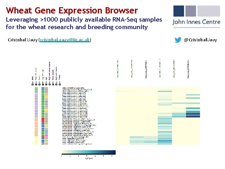 Wheat Gene Expression Browser Leveraging >1000 publicly available RNA-Seq samples for the wheat research