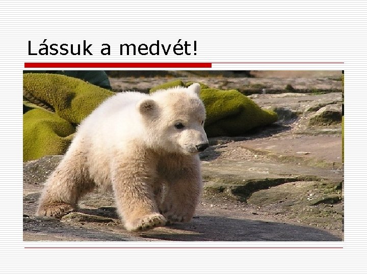 Lássuk a medvét! 