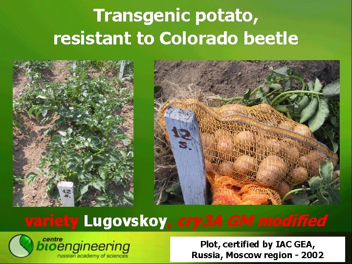 Transgenic potato, resistant to Colorado beetle variety Lugovskoy, cry 3 A GM modified Plot,