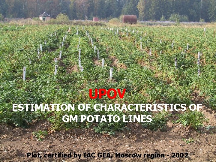 UPOV ESTIMATION OF CHARACTERISTICS OF GM POTATO LINES Plot, certified by IAC GEA, Moscow