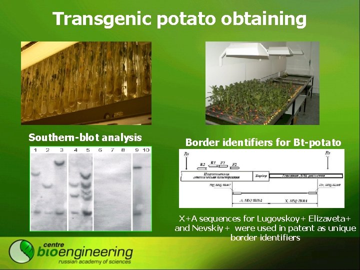Transgenic potato obtaining Southern-blot analysis Border identifiers for Bt-potato X+A sequences for Lugovskoy+ Elizaveta+