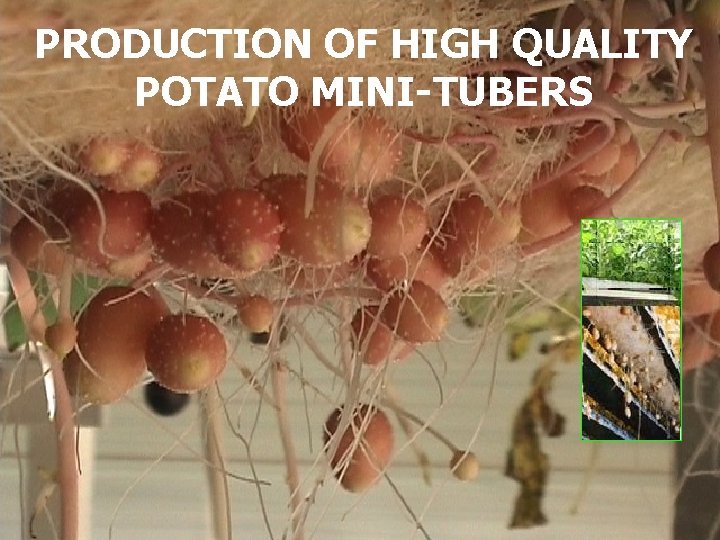 PRODUCTION OF HIGH QUALITY POTATO MINI-TUBERS 
