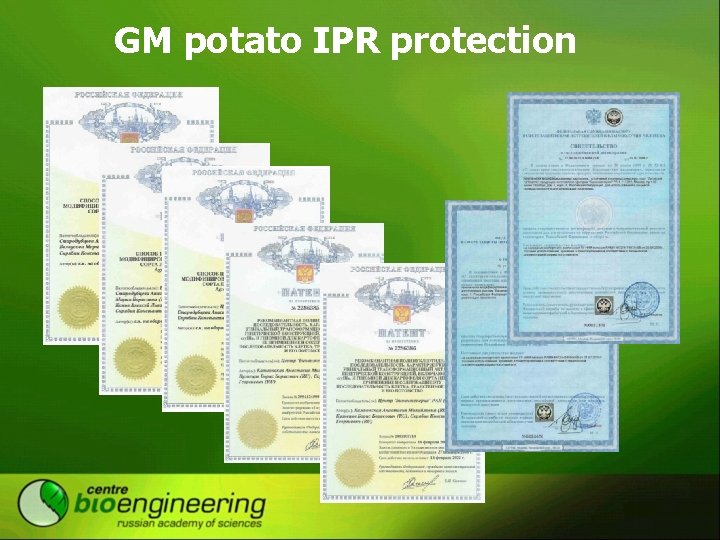 GM potato IPR protection 