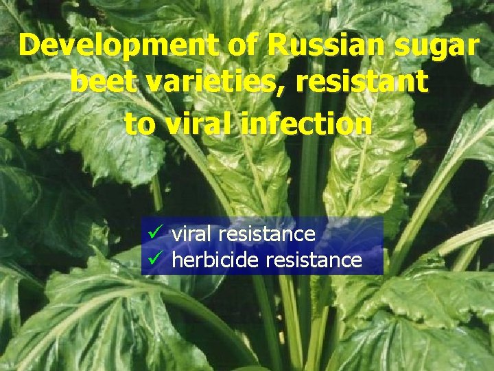 Development of Russian sugar beet varieties, resistant to viral infection ü viral resistance ü