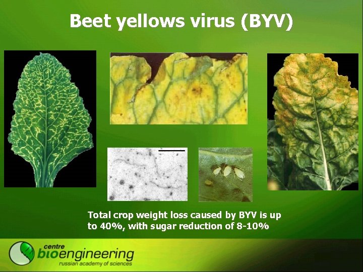 Beet yellows virus (BYV) Total crop weight loss caused by BYV is up to