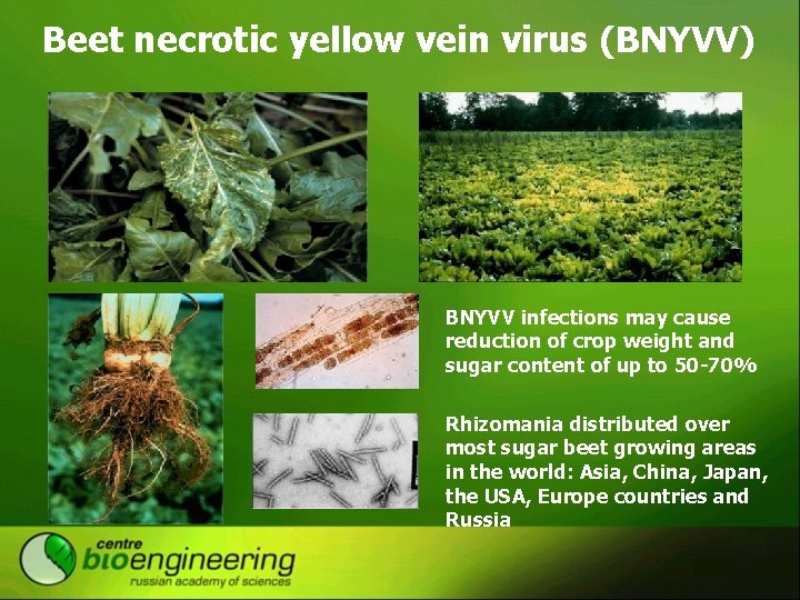 Beet necrotic yellow vein virus (BNYVV) BNYVV infections may cause reduction of crop weight