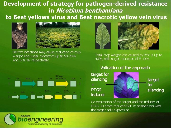 Development of strategy for pathogen-derived resistance in Nicotiana benthamiana to Beet yellows virus and