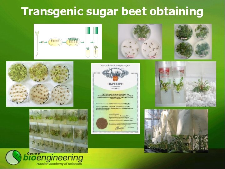 Transgenic sugar beet obtaining 
