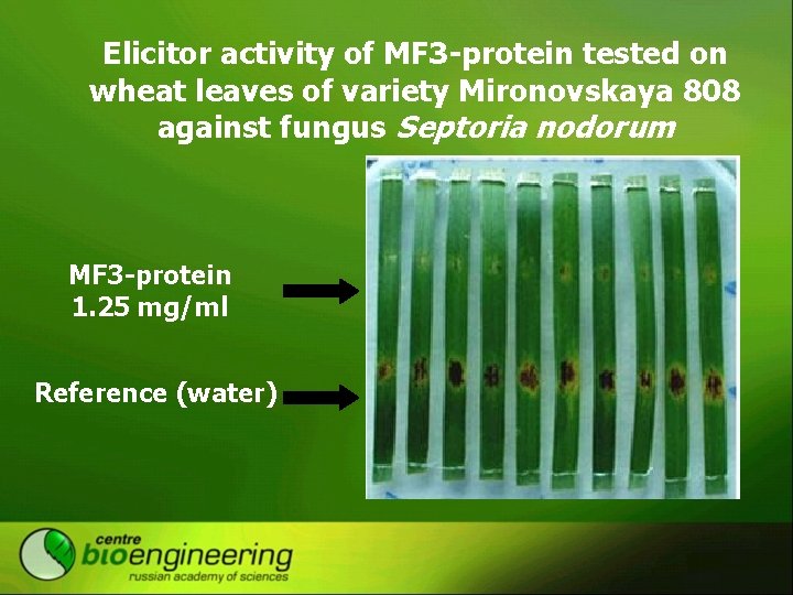 Elicitor activity of MF 3 -protein tested on wheat leaves of variety Mironovskaya 808