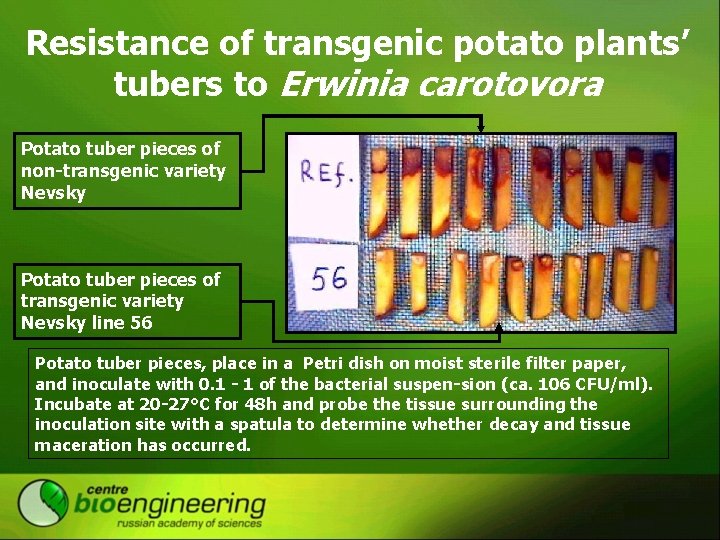 Resistance of transgenic potato plants’ tubers to Erwinia carotovora Potato tuber pieces of non-transgenic