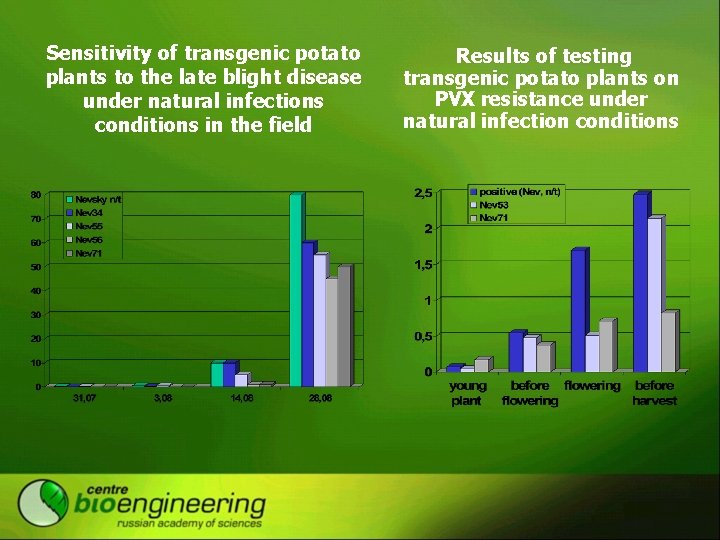 Sensitivity of transgenic potato plants to the late blight disease under natural infections conditions