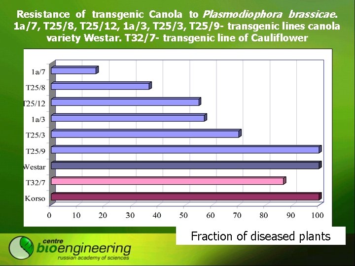 Resistance of transgenic Canola to Plasmodiophora brassicae. 1 а/7, Т 25/8, Т 25/12, 1