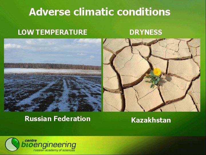 Adverse climatic conditions LOW TEMPERATURE Russian Federation DRYNESS Kazakhstan 
