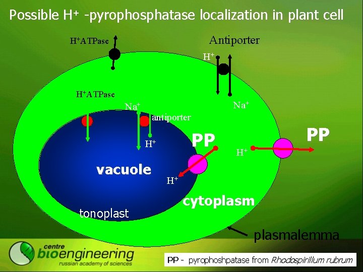 Possible H+ -pyrophosphatase localization in plant cell Antiporter Н+ATPase Н+ Н+ATPase Na+ antiporter PP