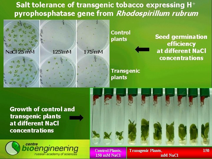 Salt tolerance of transgenic tobacco expressing H+ pyrophosphatase gene from Rhodospirillum rubrum Control plants