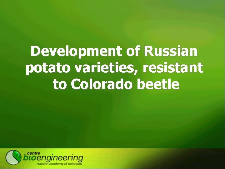 Development of Russian potato varieties, resistant to Colorado beetle 