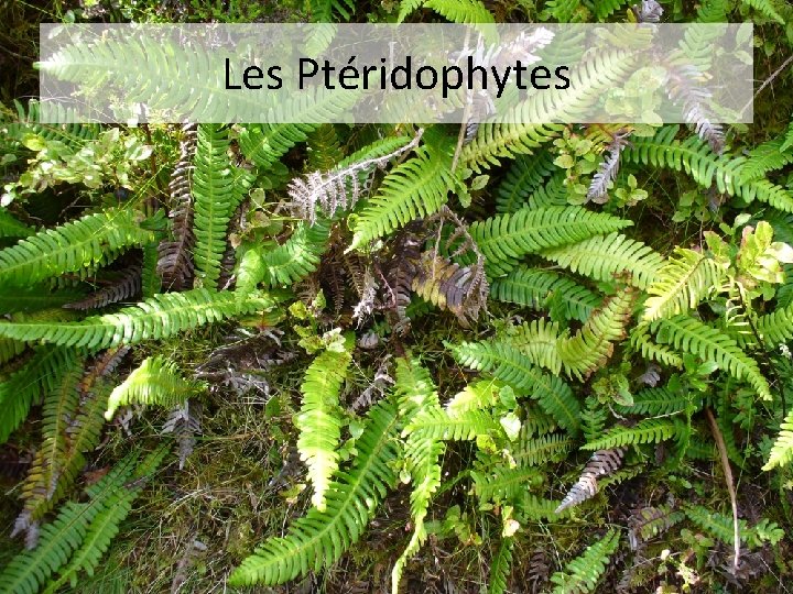 Les Ptéridophytes 