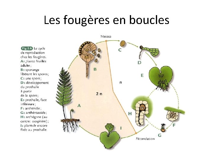 Les fougères en boucles 