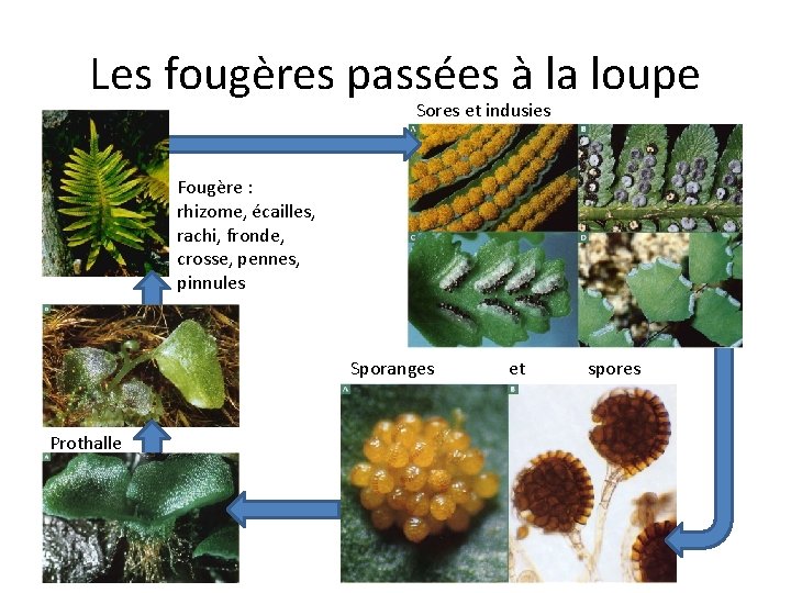 Les fougères passées à la loupe Sores et indusies Fougère : rhizome, écailles, rachi,